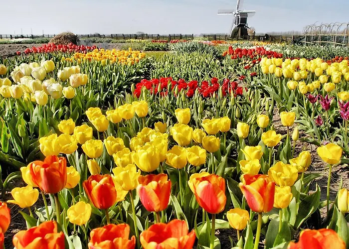 Plevier Comfort-2 By Interhome Noordwijk